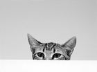 sneaky