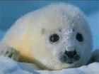 zeehond