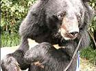 dieren leed