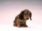 Dierenleed