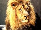 afrika