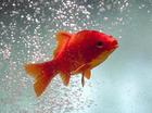Free fishy
