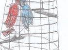 vogel