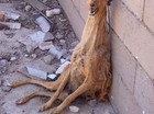 Just dierenleed
