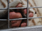 Witte tijger