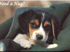 verdriet&dieren