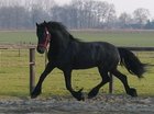Winkelpaard