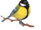 vogeltje boem