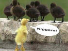 dierendiscrimin