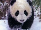 Panda en ik