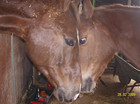 Paarden