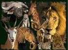 dieren