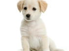 zielige hond