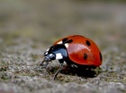 Lief
