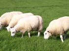 Schapen